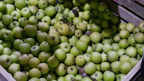 Industry of Fruit Growing and a Selection of Green Apples Stock-Footage 72850888