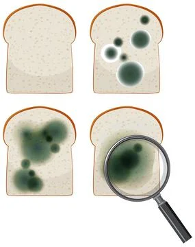 Inedible bread with mould Stock Illustration