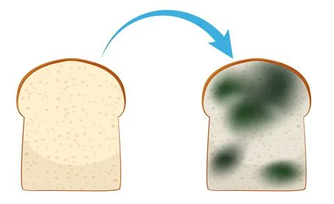 Inedible bread with mould Stock Illustration