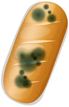 Inedible bread with mould Stock Illustration