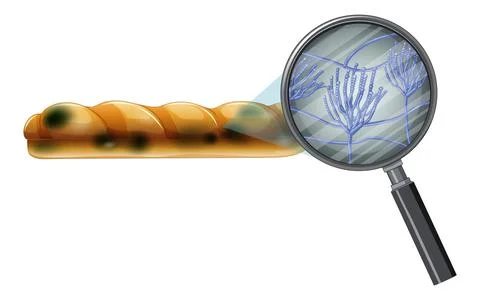 Inedible bread with mould Stock Illustration
