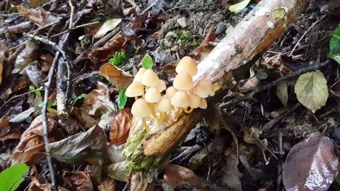 Inedible forest poisonous mushrooms Stock Footage