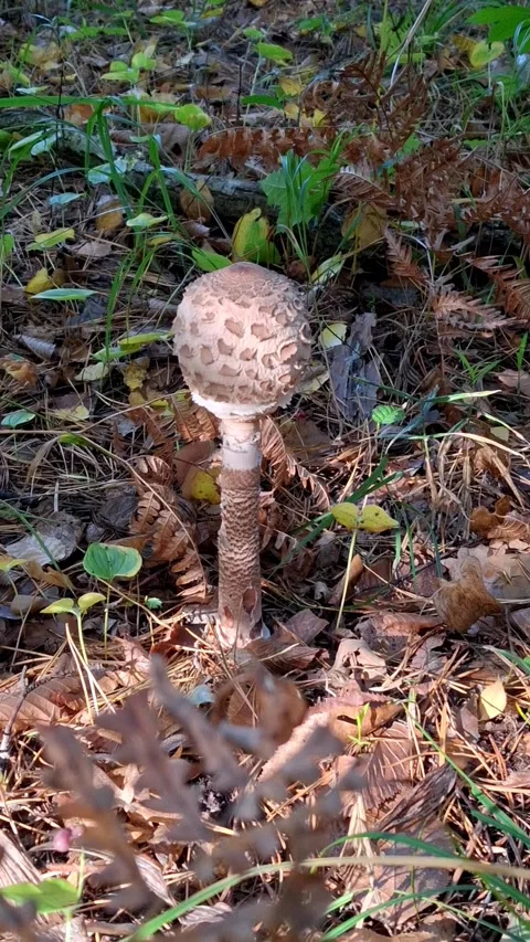 Inedible mushroom Vídeos de archivo 346681580