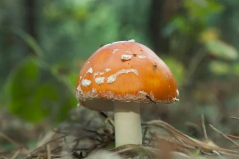 Inedible mushrooms amanita. Stock Photos