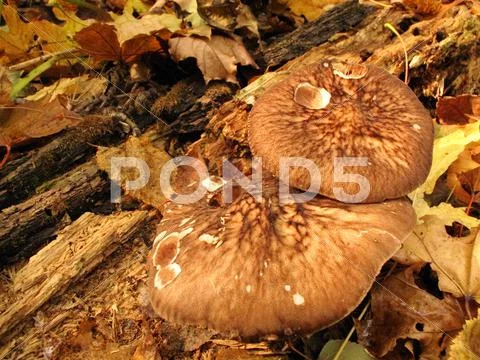 Inedible mushrooms in the autumn forest Stock Photos