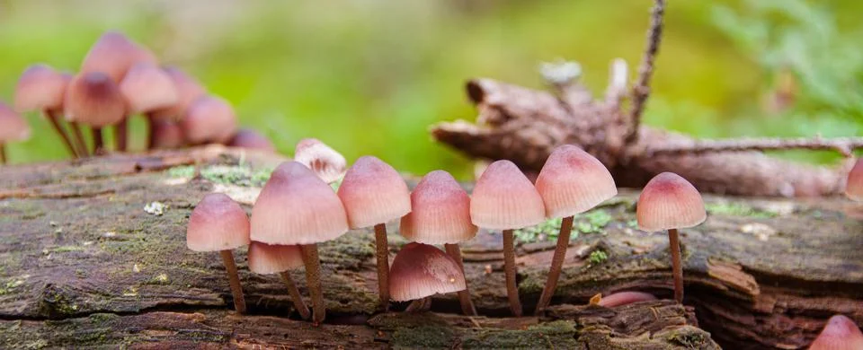 Inedible toadstools growing from fallen pine tree with lichen Foto stock