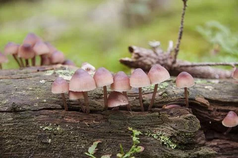 Inedible toadstools growing from fallen pine tree with lichen Stock Photos