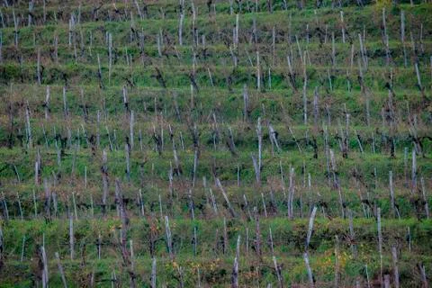 Ines in the vineyard Stock Photos