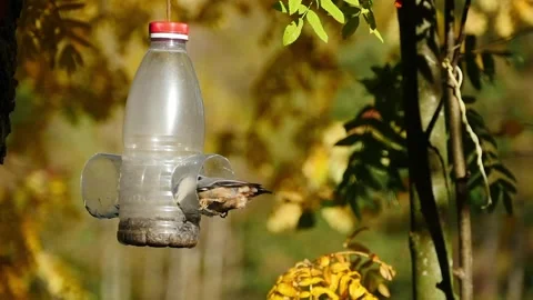 Inexperienced young nuthatch learning to peck seeds Stock Footage 305307192