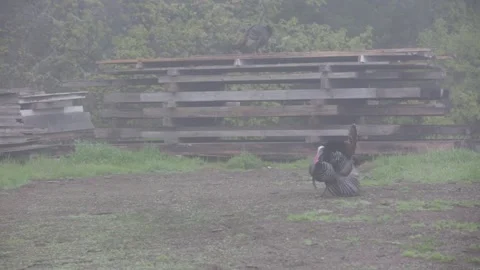 An Infamous TURKEY Prancing Around on a Farm on a Winter Day, (HD 24p) Stock Footage 272188450