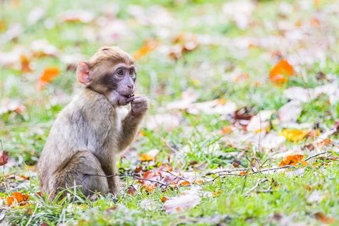 Infant Barbary macaque Stock Photos