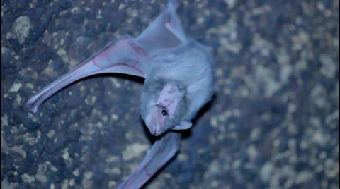 Infant bat Stockbeeldmateriaal 38433614