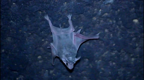 Infant bat Stockbeeldmateriaal 38437261