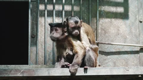 An infant capuchin monkey clings to the back of an adult monkey Stock Footage 334092508