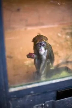 An infant De Brazza's Monkey (Cercopithecus neglectus) eating fruit in a glass Stock Photos