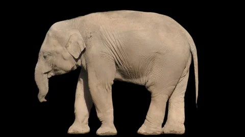 Infant Elephant Animation with Alpha Stock Footage 37163375