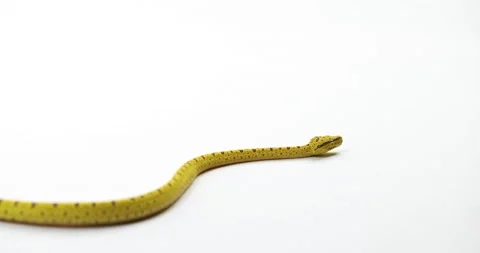 Infant green tree python slithers across white background - close up Video stock 150644037