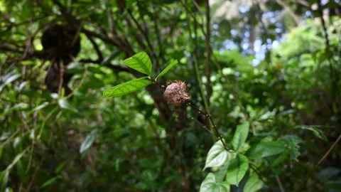 The infant Mantis insects are being attacked by weaver ants in a hand-held video Stock Footage 278087088