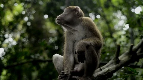 Infant monkey sitting in nature Stock Footage 97162239