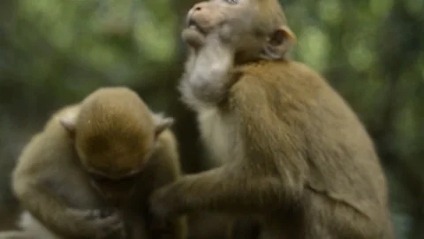 Infant monkey sitting in nature ,monkey play full,funny monkey Stock Footage 97162044