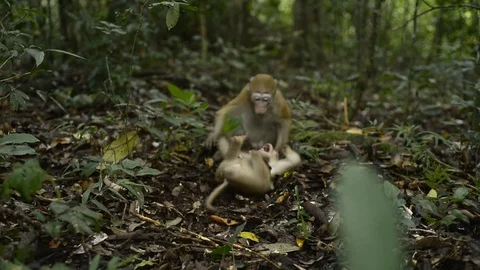 Infant monkey sitting in nature ,monkey play full,funny monkey Stock Footage 97162296