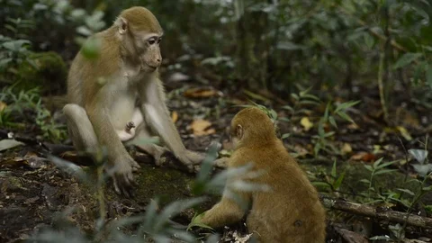 Infant monkey sitting in nature ,monkey play full,funny monkey Stock Footage 97162514