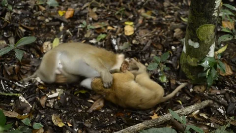 Infant monkey sitting in nature ,monkey play full,funny monkey Stock Footage 97162813