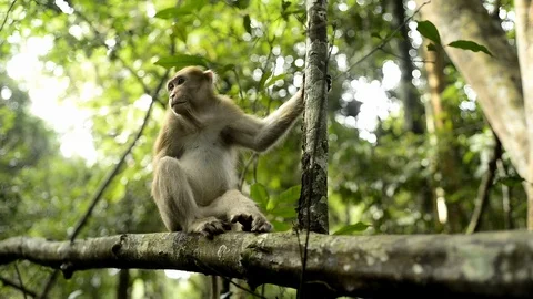 Infant monkey sitting in nature ,monkey play full,funny monkey Stock Footage 97163329