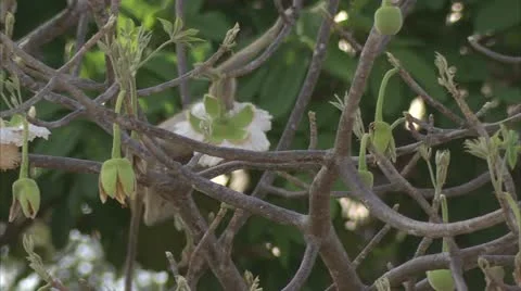 Infant Savanna Baboon active in tree. Niassa Reserve, Mozambique. Stock Footage 23815000