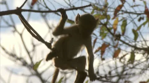 Infant Savanna Baboon active in tree in Niassa Reserve, Mozambique. Stock Footage 23826065