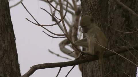 Infant Savanna Baboon jumping from tree branch in Niassa Reserve, Mozambique. Video stock 22897018