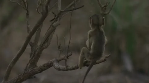Infant Savanna Baboon jumping from tree branch. Niassa Reserve, Mozambique. Video stock 23790901
