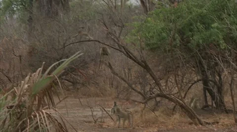 Infant Savanna Baboon jumping from tree branch. Niassa Reserve, Mozambique. Stock Footage 23837182