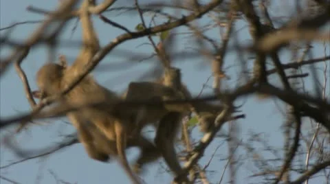 Infant Savanna Baboon playing in tree in Niassa Reserve, Mozambique. Video stock 23767647