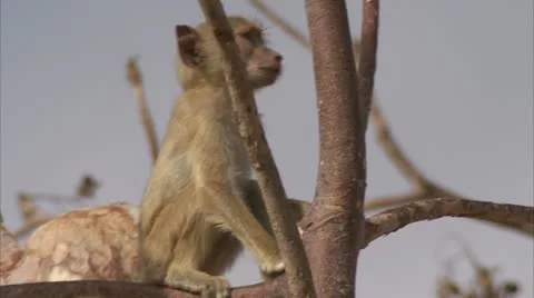 Infant Savanna Baboon in tree, calling. Niassa Reserve, Mozambique. Video stock 23843202