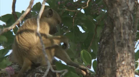 Infant Savanna Baboon in tree, eating. Niassa Reserve, Mozambique. Stock Footage 23838457