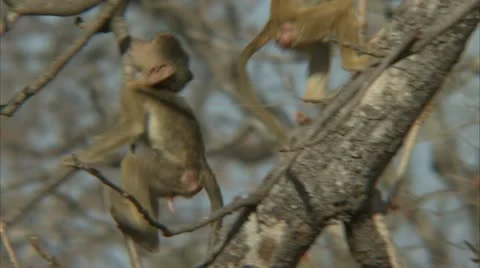 Infant Savanna Baboons active in tree. Niassa Reserve, Mozambique. Stock Footage 23800192