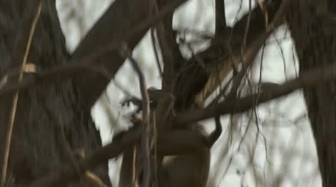 Infant Savanna Baboons playing in tree in Niassa Reserve, Mozambique. Stock Footage 23770971