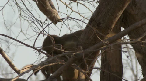 Infant Savanna Baboons playing in tree in Niassa Reserve, Mozambique. Stock Footage 24245805