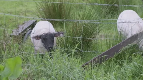 Infant sheep munches grass through a fence at the base of Ben Nevis Scotland Video stock 161113808