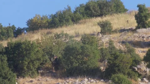 Infantry soldiers in drill on mountain Stock Footage 137555186