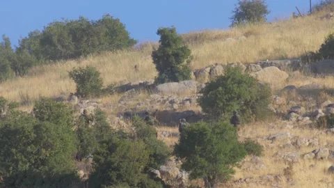 Infantry soldiers in drill on mountain Stock Footage 137555257