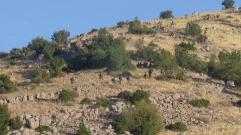 Infantry soldiers at drill on mountain Stock Footage 137566624