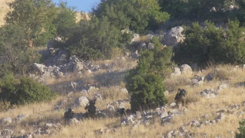 Infantry soldiers practicing with live rounds Stock Footage 137555111