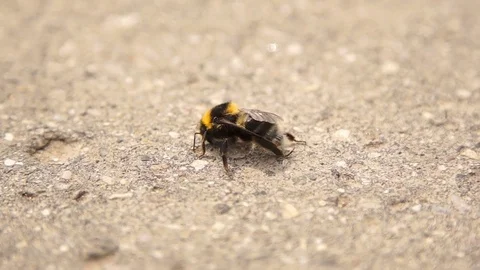 Infected bumble bee dying at the road Stock Footage 74760915