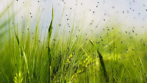 Infected cereals in the fields Stock Footage 108336380