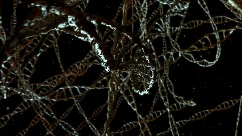 Infected DNA flying Stock Footage 76240903