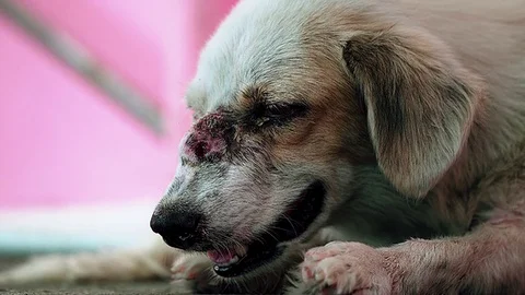 Infected Dog Stock Footage 82244704