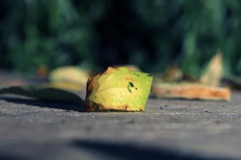 Infected Dry Leaf Marking The Beginning Of Autumn Stock Photos