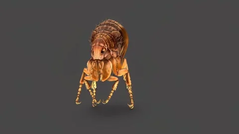 Infected flea causing plague Stock Footage 270431370